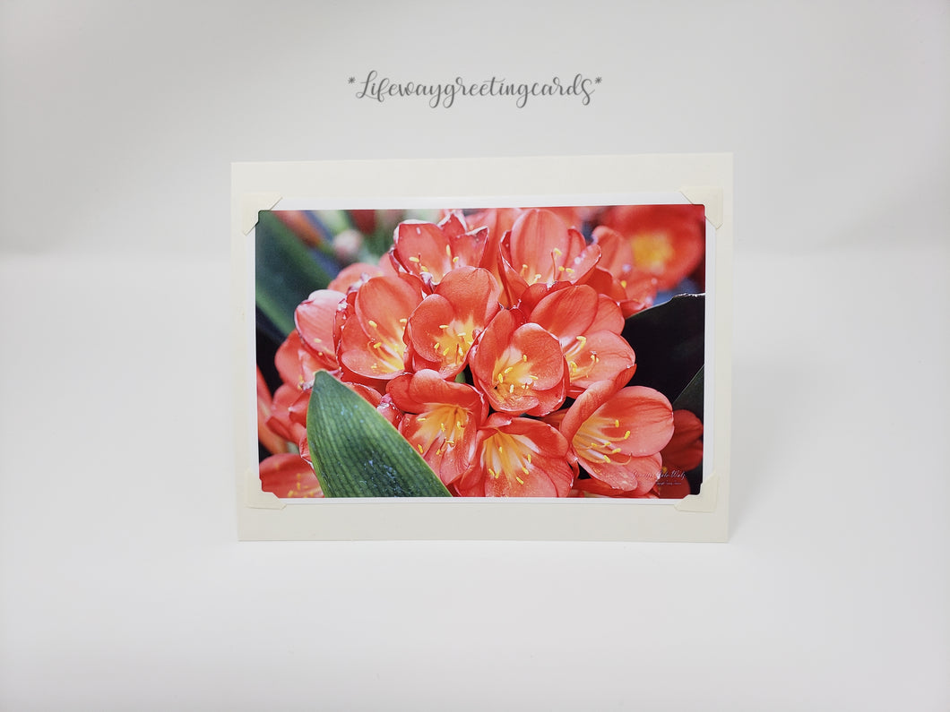Kaffir Lily Bush ~ Blank Card