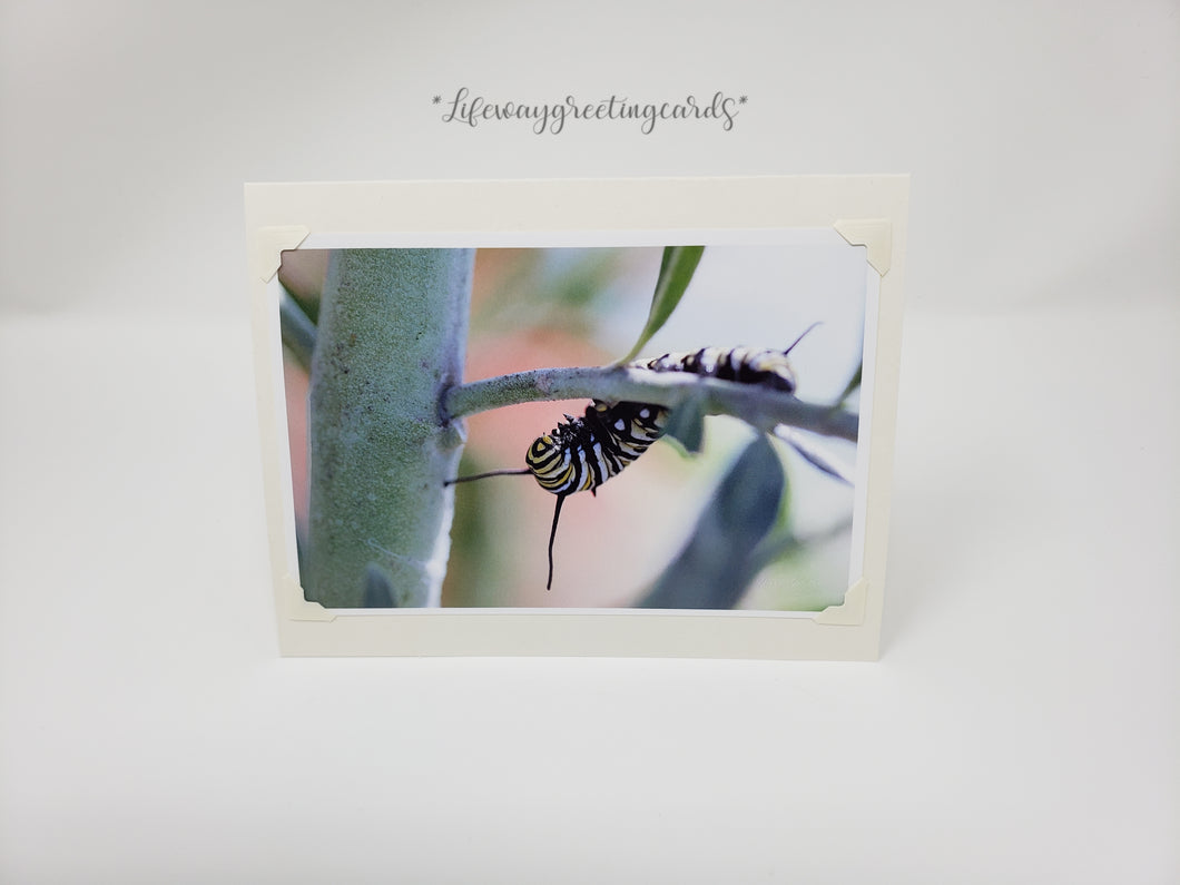 Monarch Caterpillar ~ Blank Card