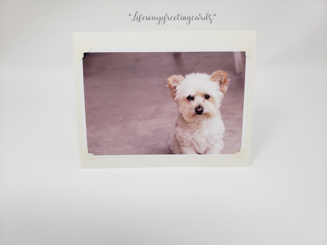 Coton De Tulear Puppy ~ Blank Card