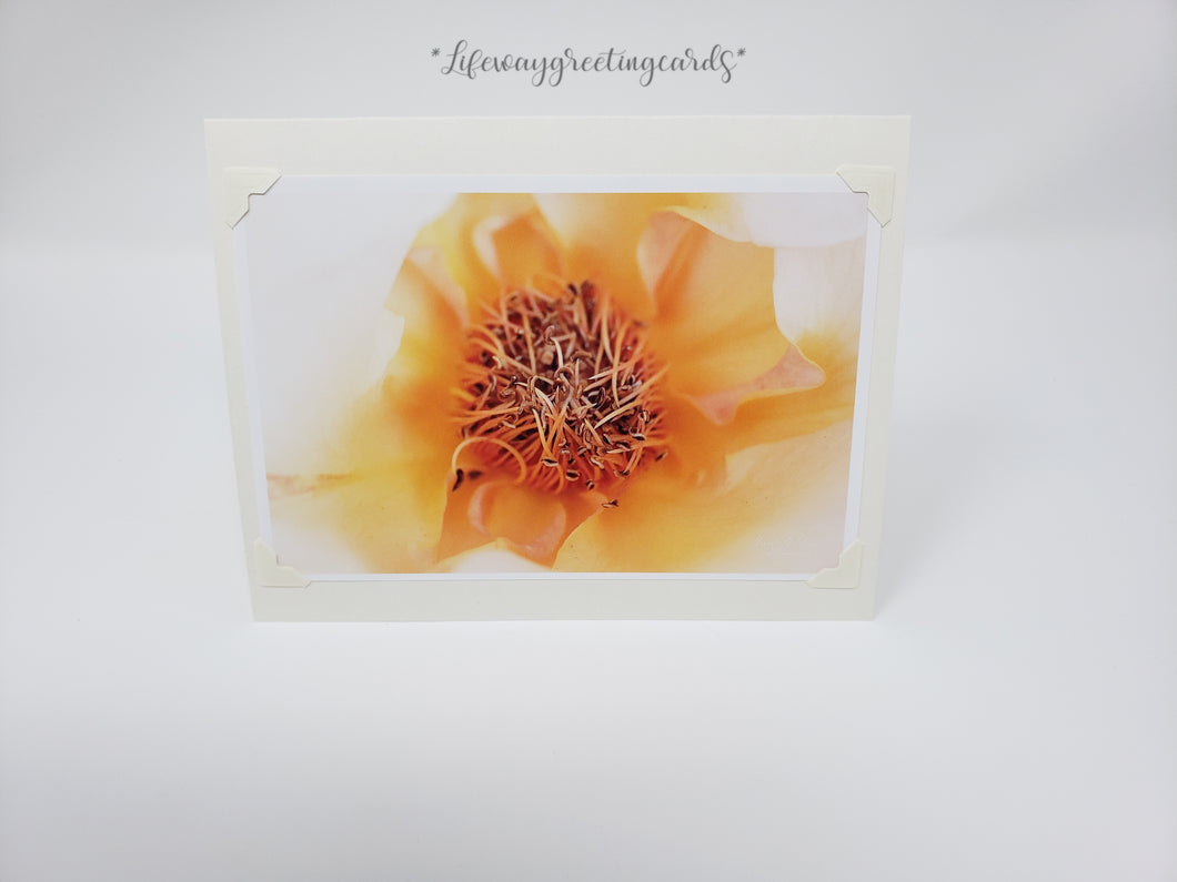 Peach Colored Rose ~ Blank Card