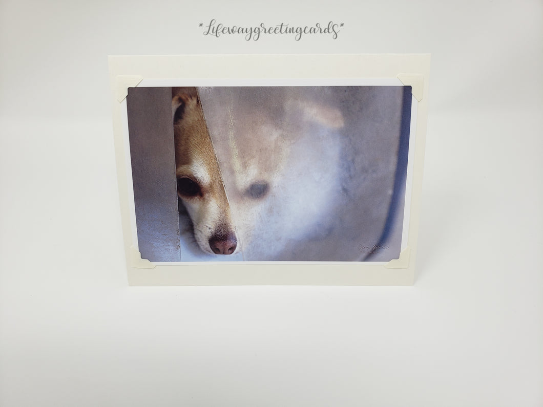Afternoon Nap ~ Blank Card