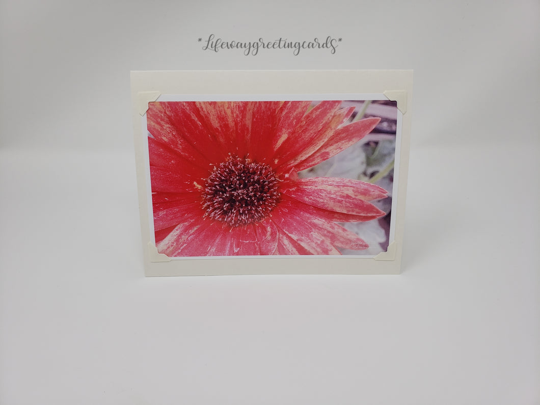 Deep Pink Daisy ~ Blank Card