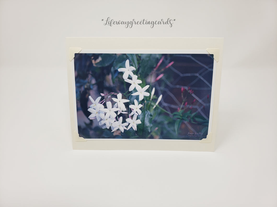 Dangling Jasmine ~ Blank Card