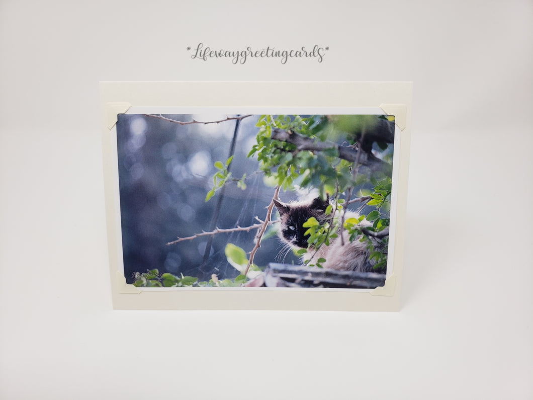 Beautiful Himalayan ~ Blank Card