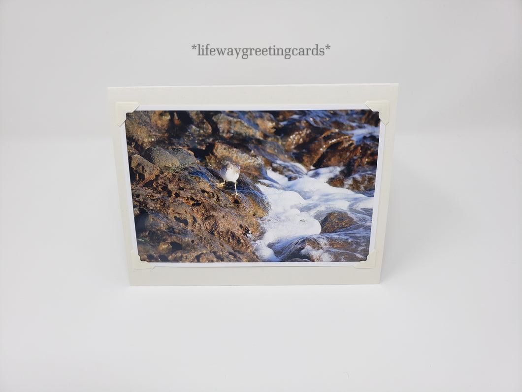 Small Sandpiper ~ Blank Card
