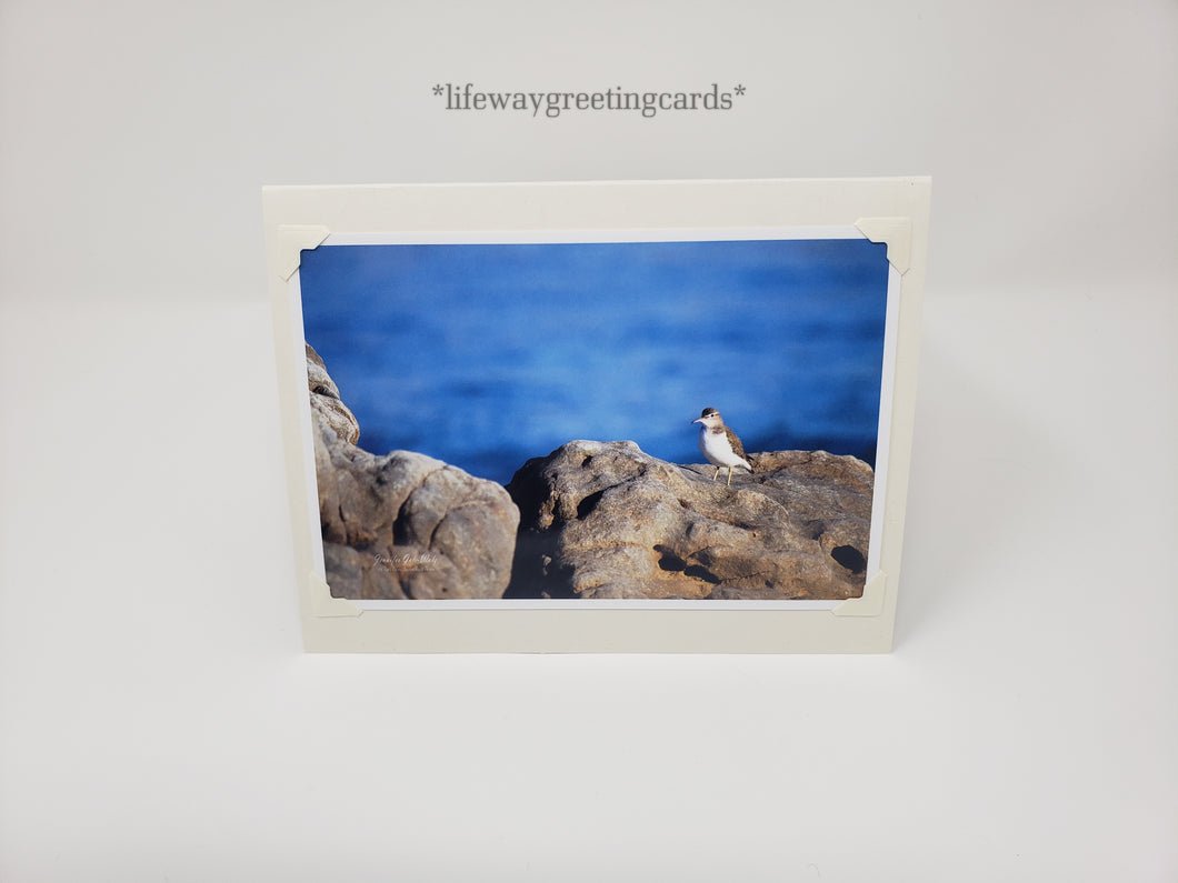 Juvenile Sandpiper~ Blank Card